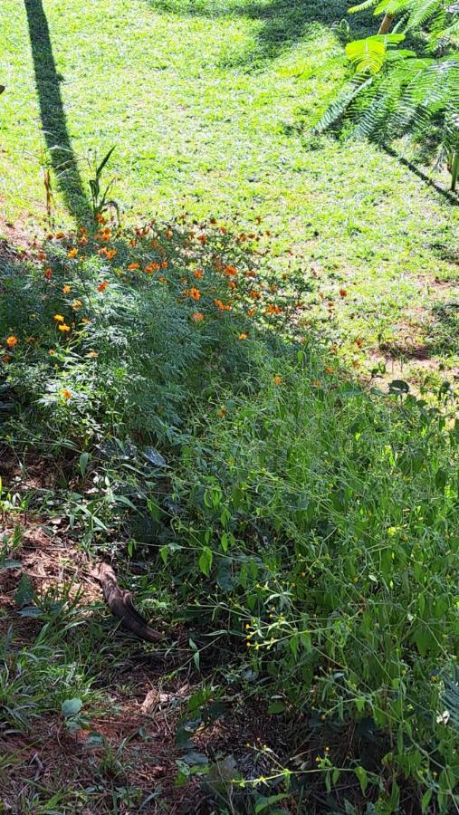 Pousada Sempre Luz سانتانا دي رياتشو المظهر الخارجي الصورة